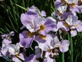 Iris Ãâ sibtosa Ã¢â¬ËLavender LandscapeÃ¢â¬â¢ with beautiful lavender pink fall petals, paler standards, styles - near white and small Royalty Free Stock Photo